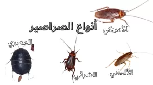 أنواع الصراصير في جدة